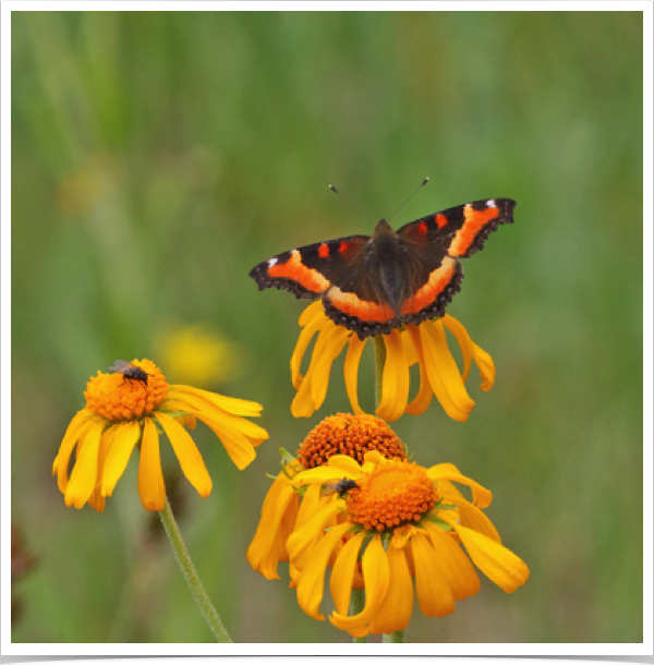 Milbert's Tortoiseshell